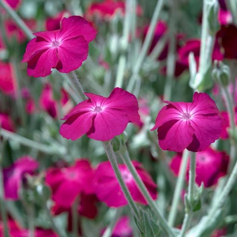 Превью изображения