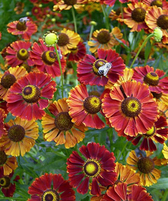 Превью изображения