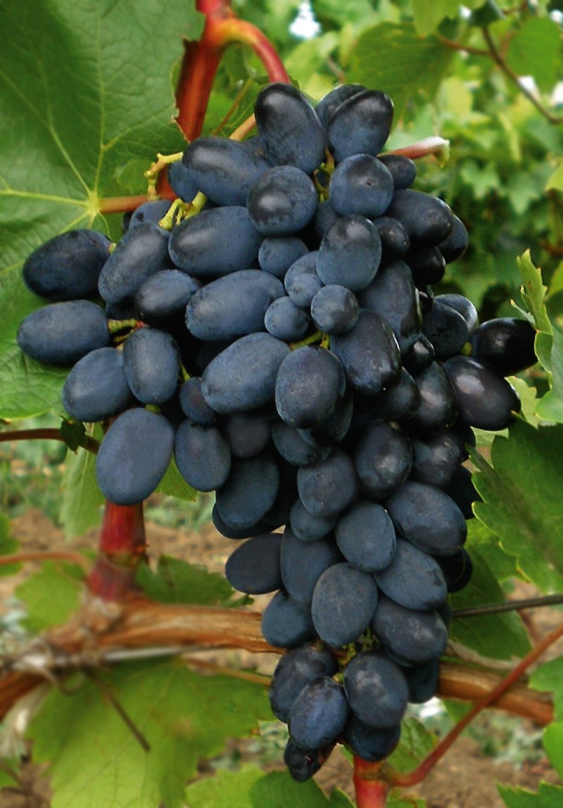 Превью изображения