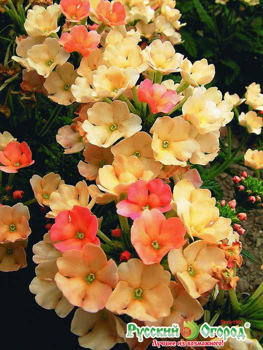 Превью изображения