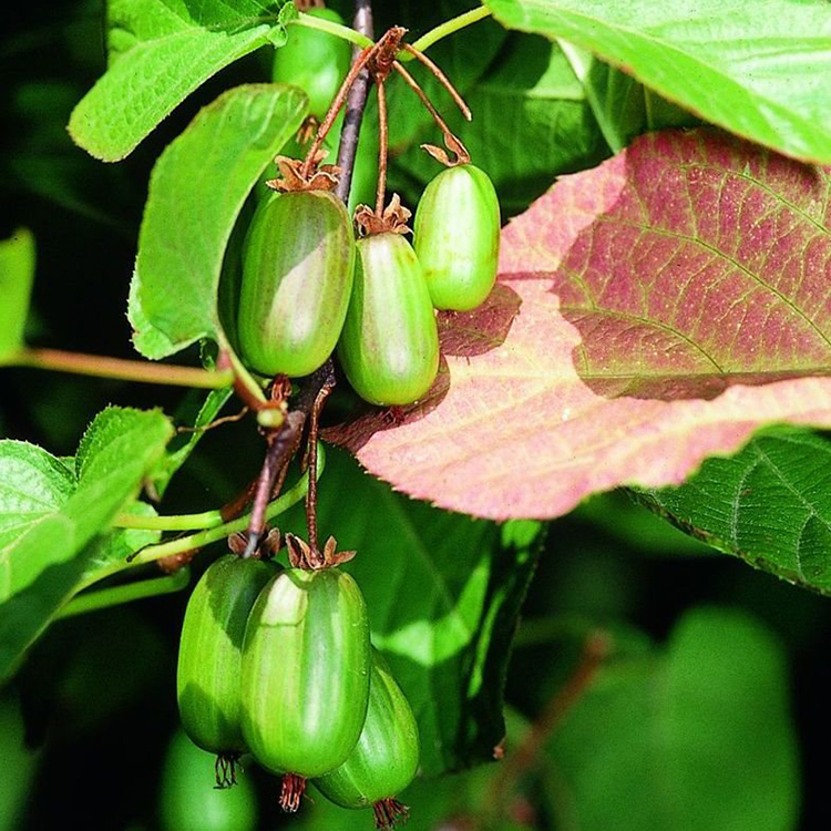 Превью изображения