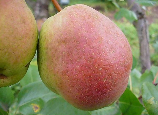 Превью изображения