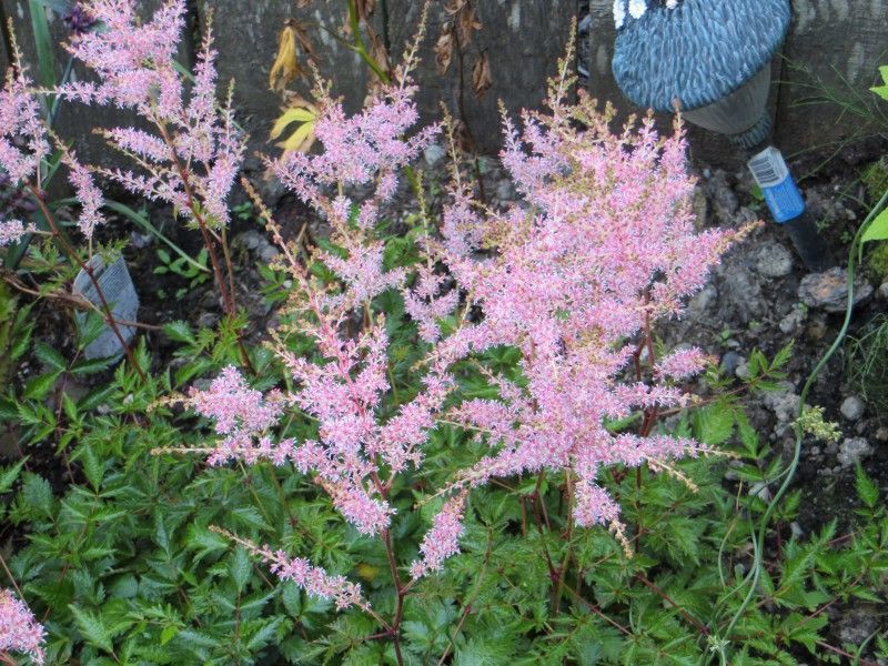 Превью изображения