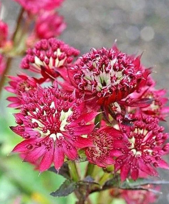 Превью изображения