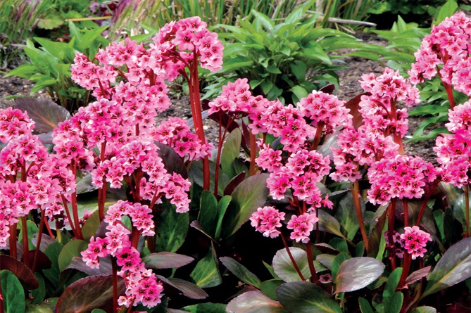 Превью изображения