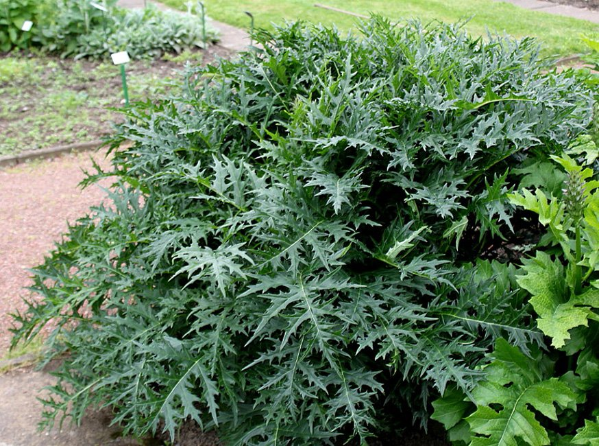 Превью изображения