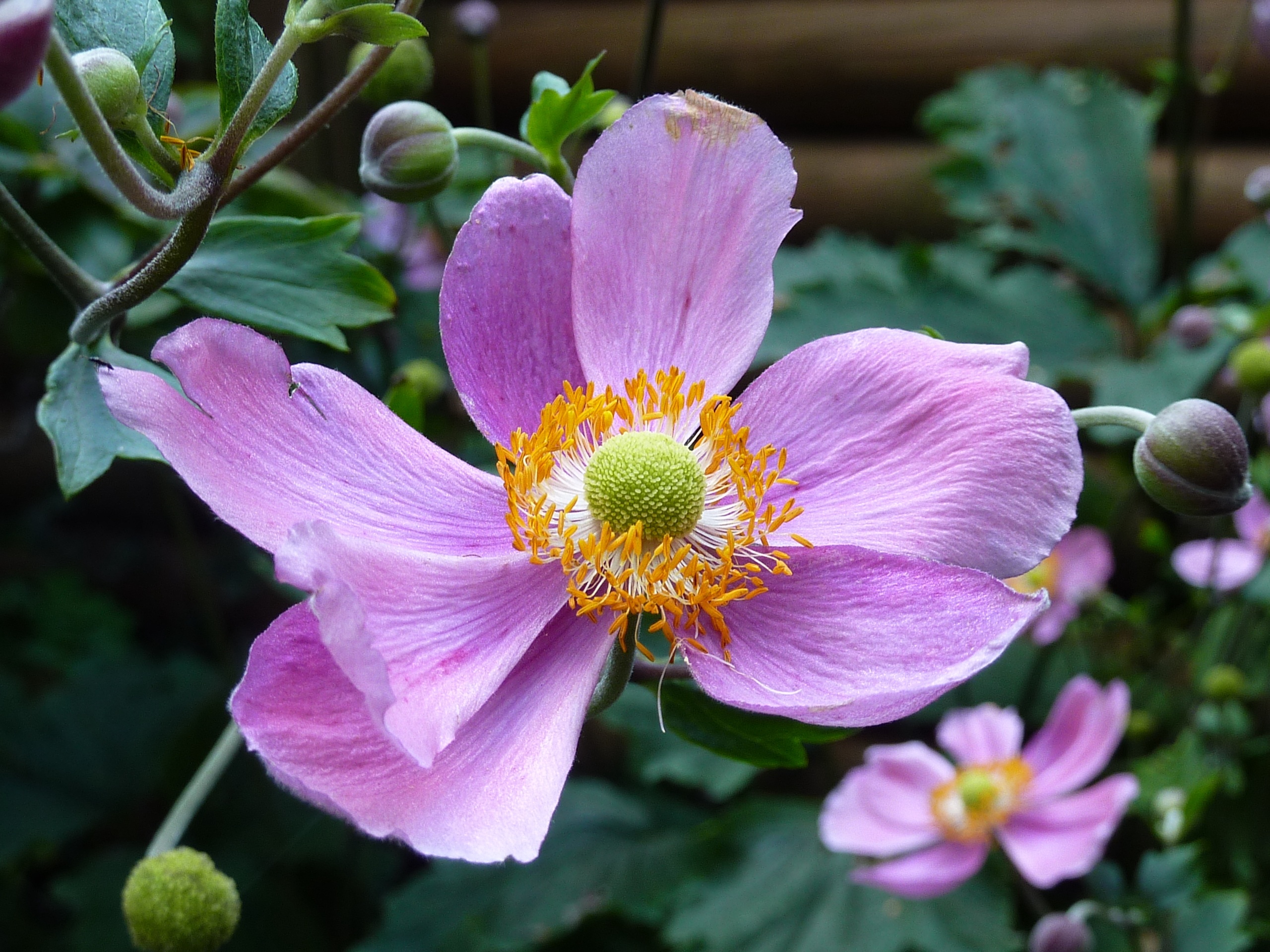 Превью изображения