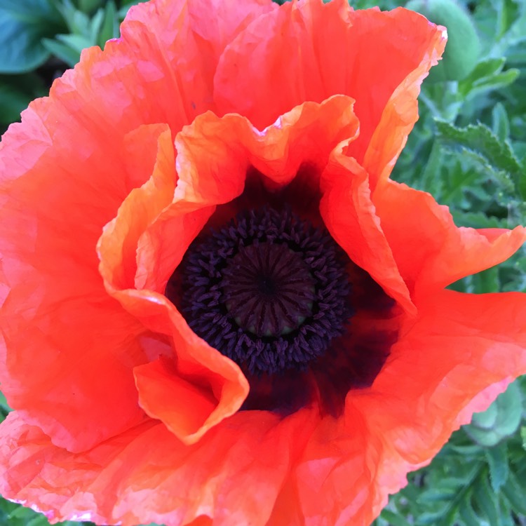 Превью изображения