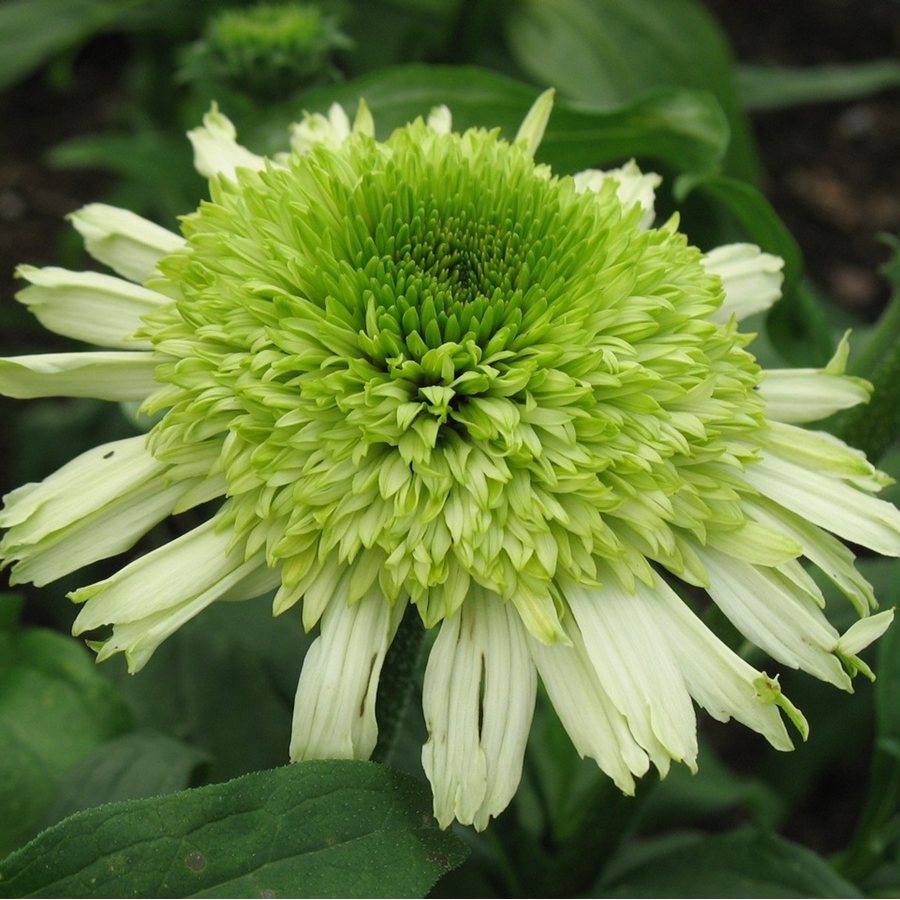 Превью изображения