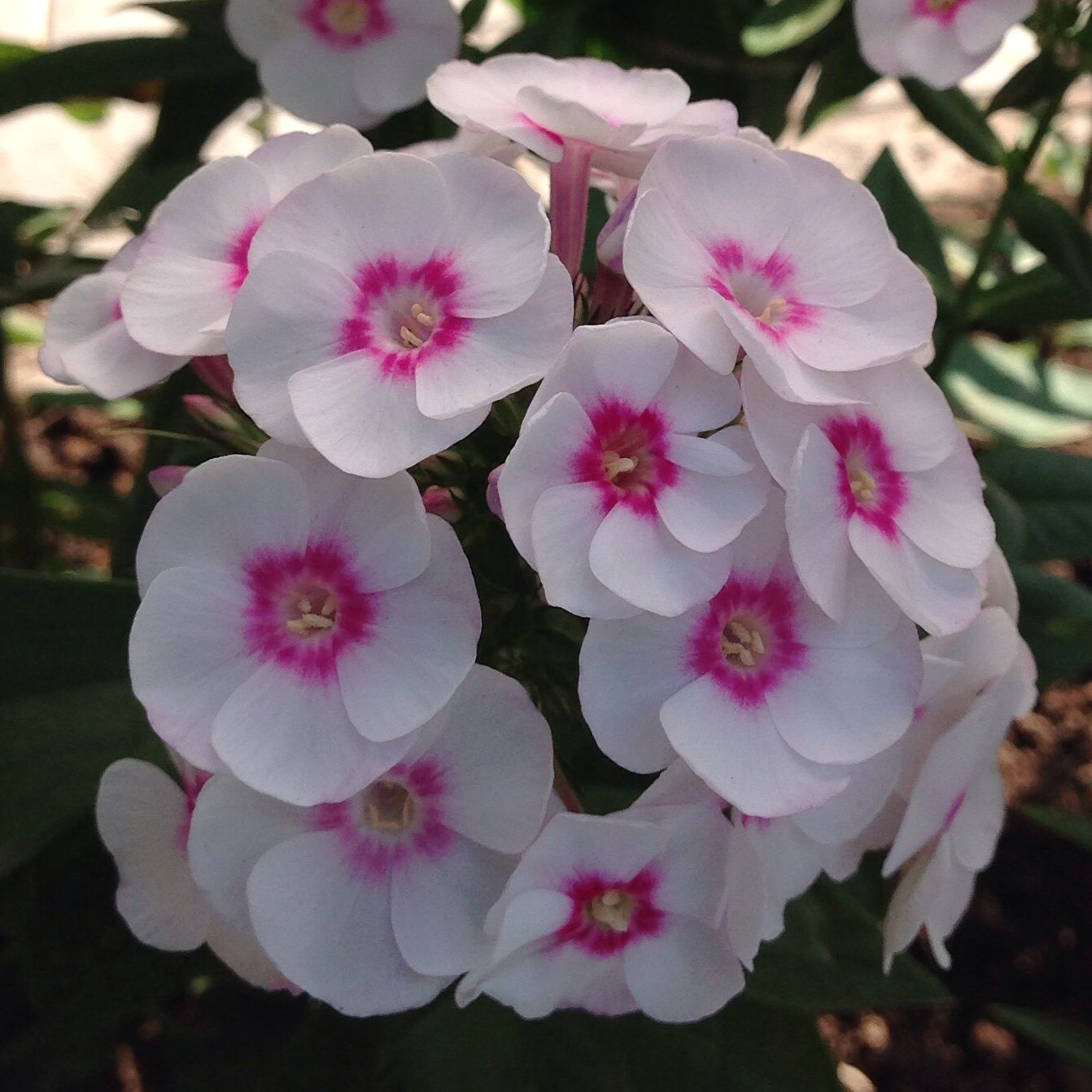 Превью изображения