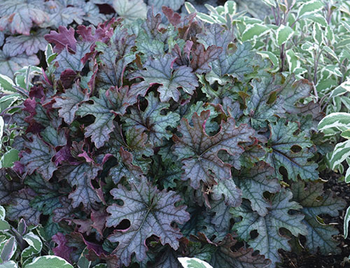 Превью изображения