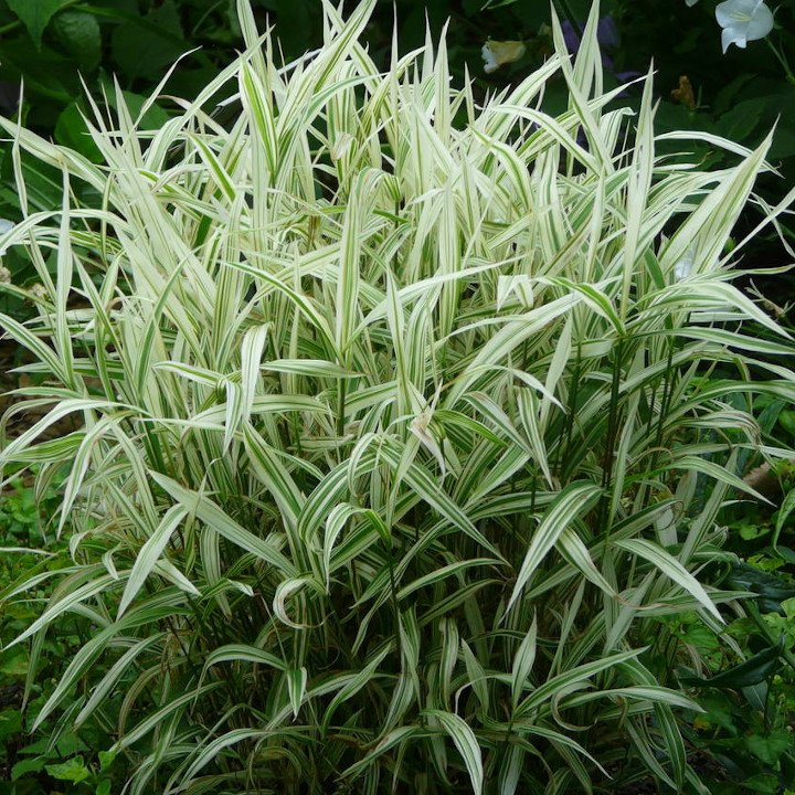 Превью изображения