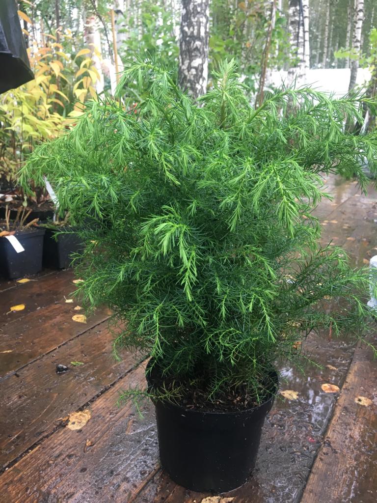 Превью изображения