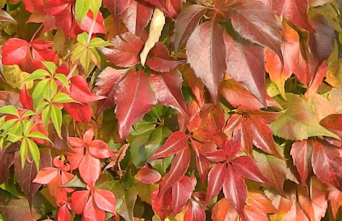 Превью изображения