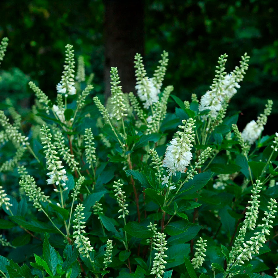 Превью изображения