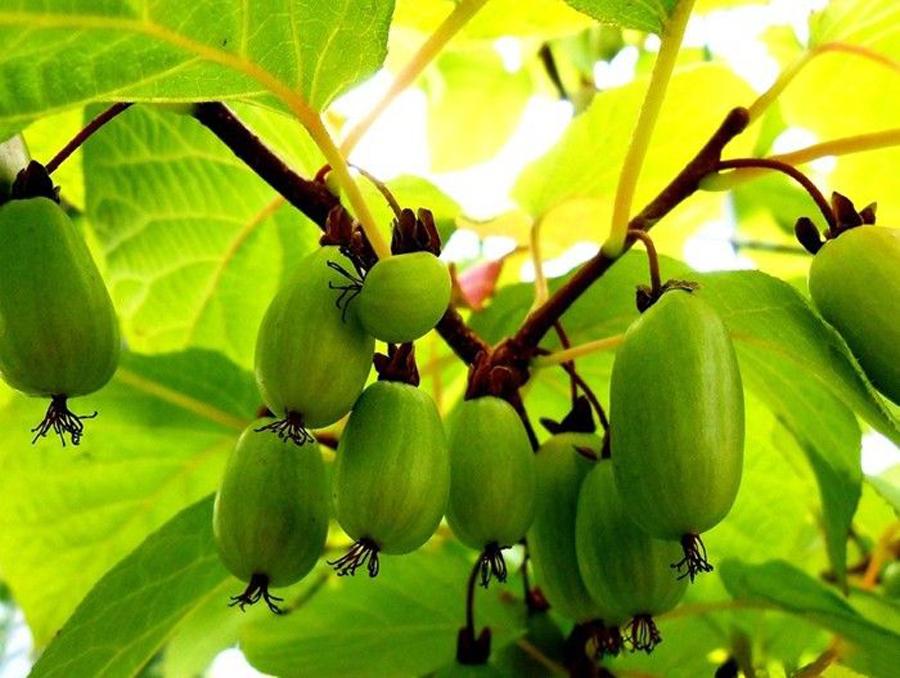 Превью изображения