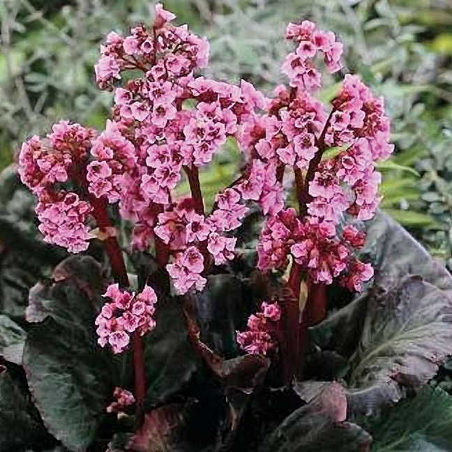 Превью изображения