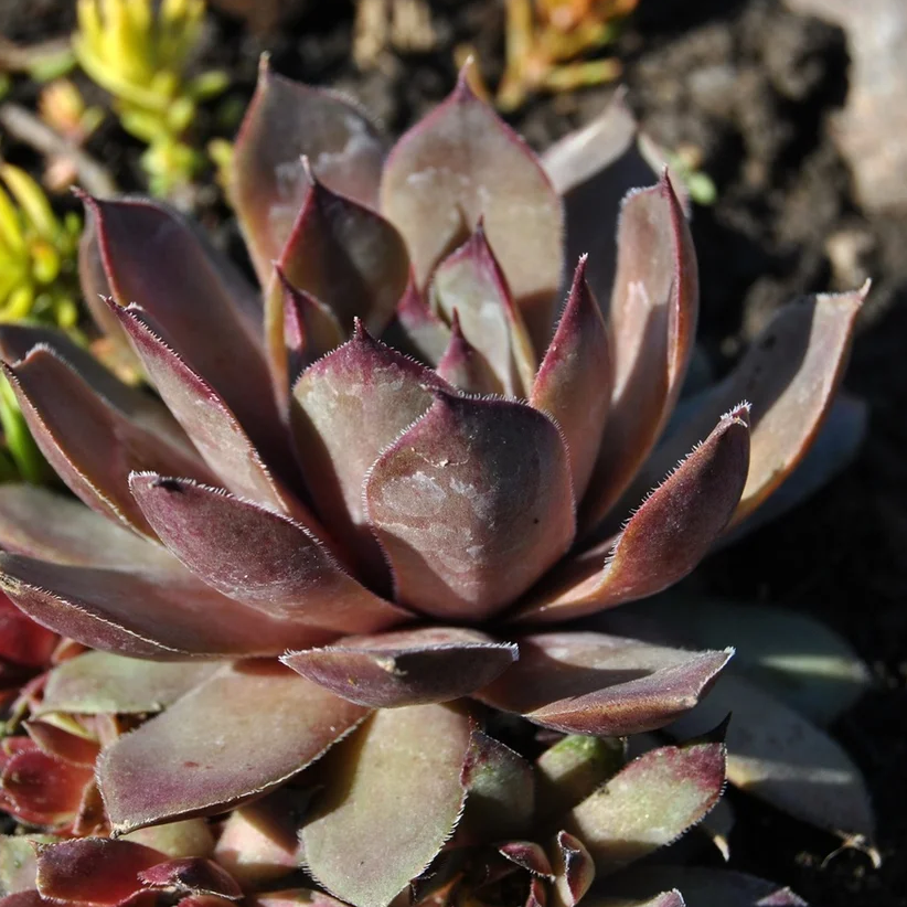 Превью изображения