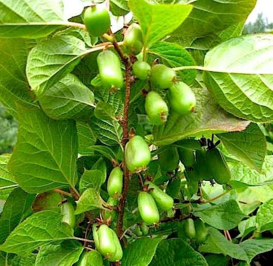 Превью изображения