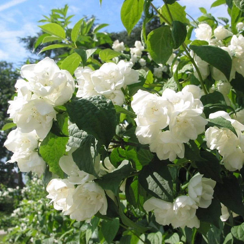 Превью изображения