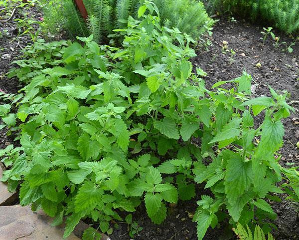 Превью изображения