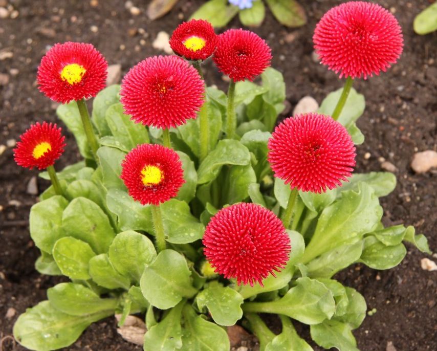 Превью изображения