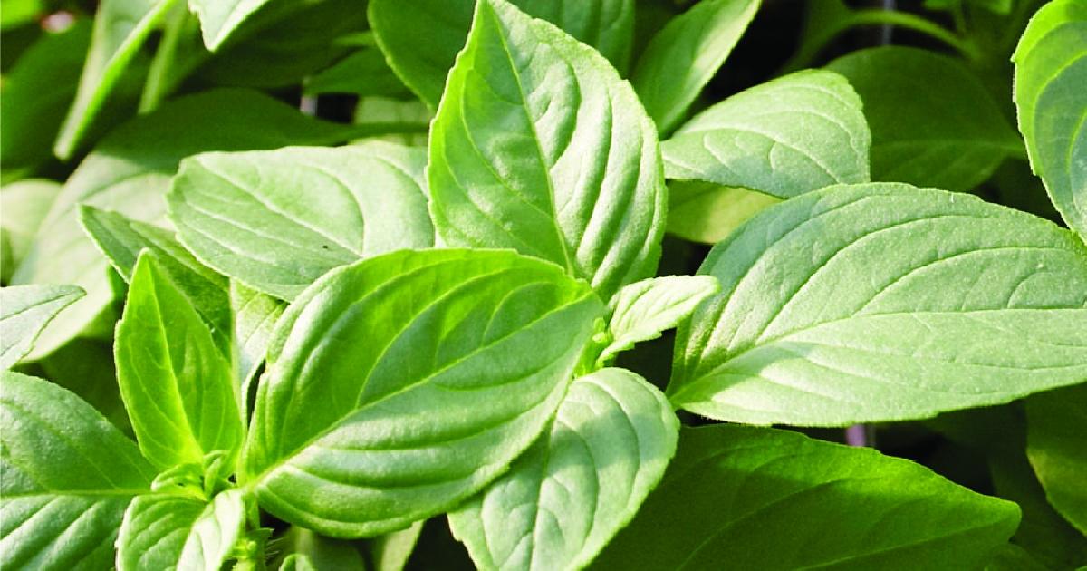 Превью изображения