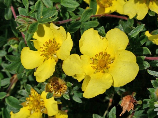 Превью изображения