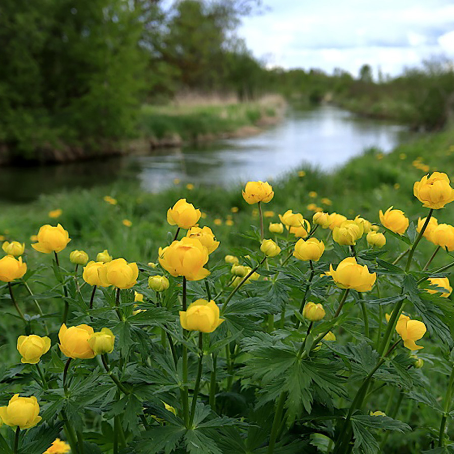 Превью изображения