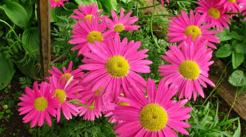 Превью изображения