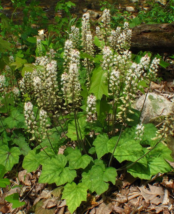 Превью изображения