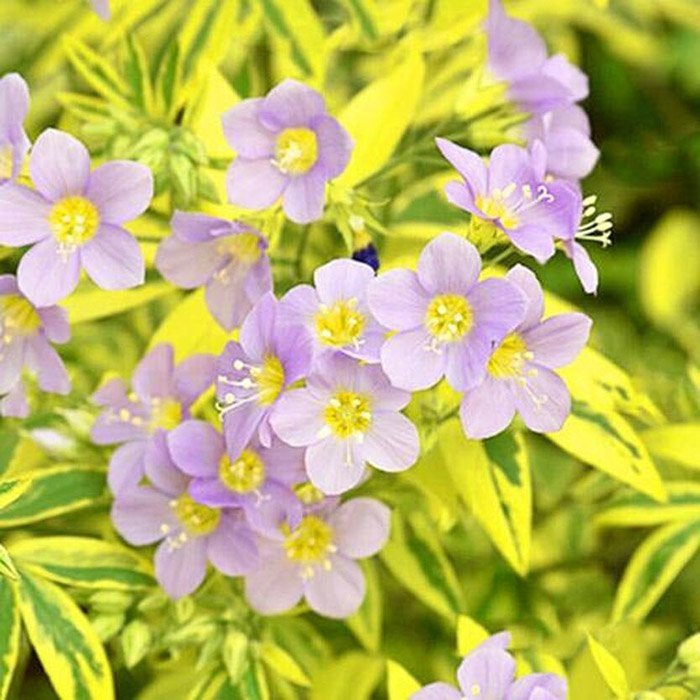 Превью изображения