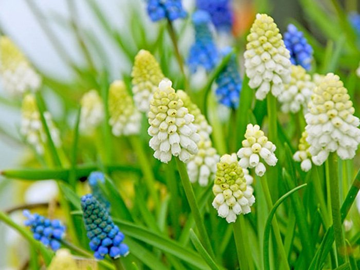 Превью изображения