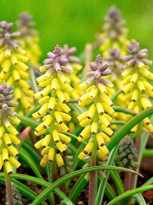 Превью изображения