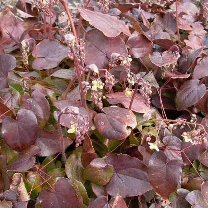 Превью изображения