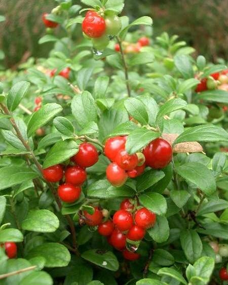 Превью изображения