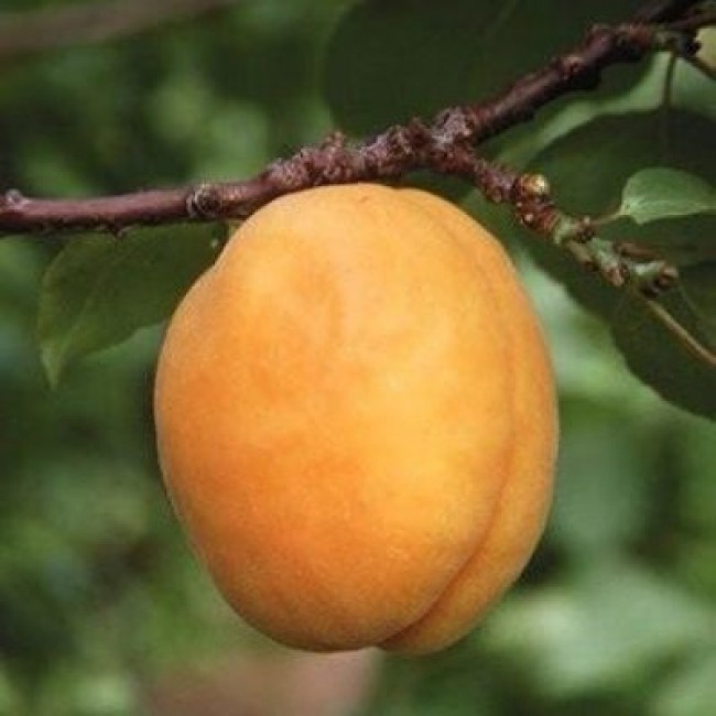 Превью изображения