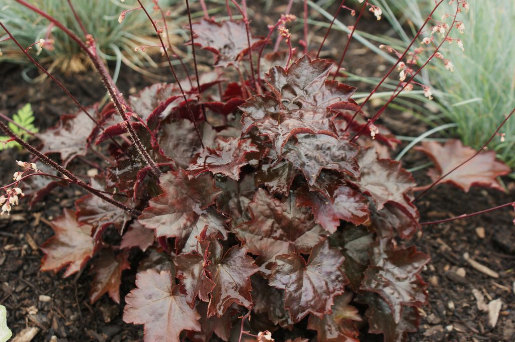 Превью изображения