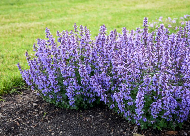 Превью изображения