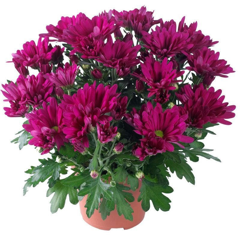 Превью изображения