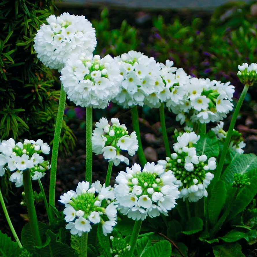 Превью изображения