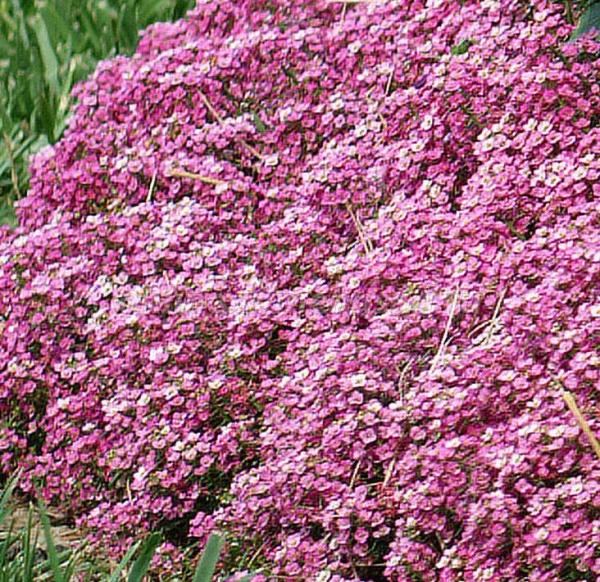 Превью изображения