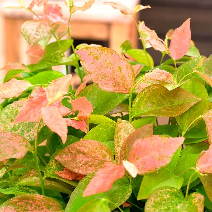 Превью изображения