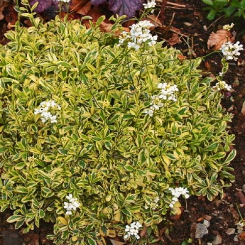 Превью изображения