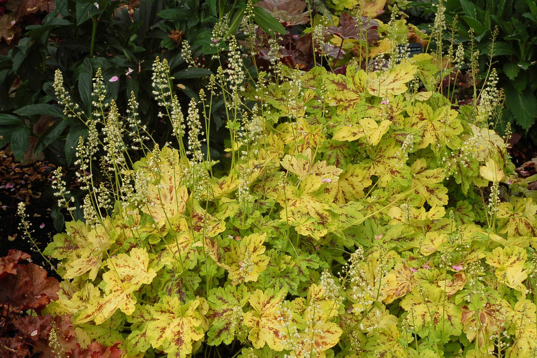 Превью изображения