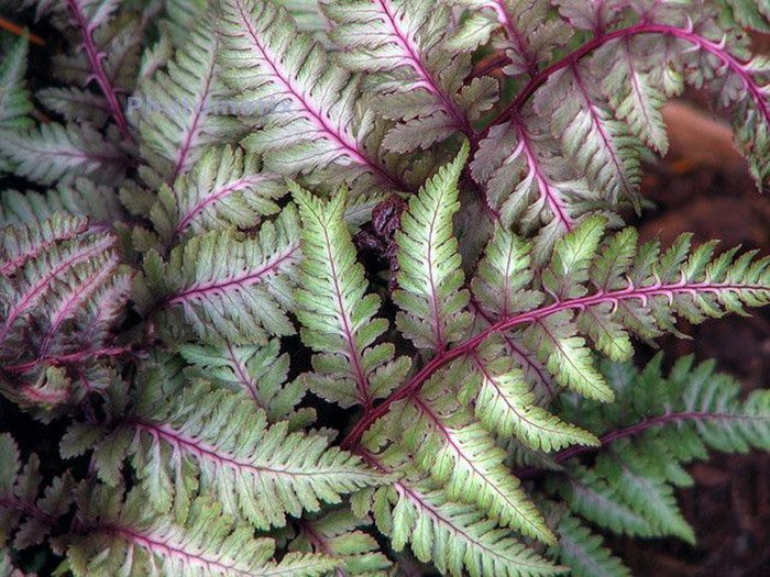 Превью изображения