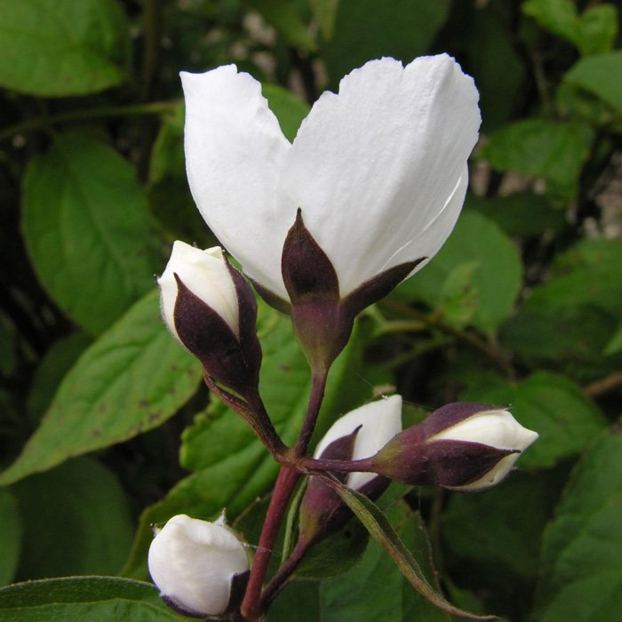 Превью изображения