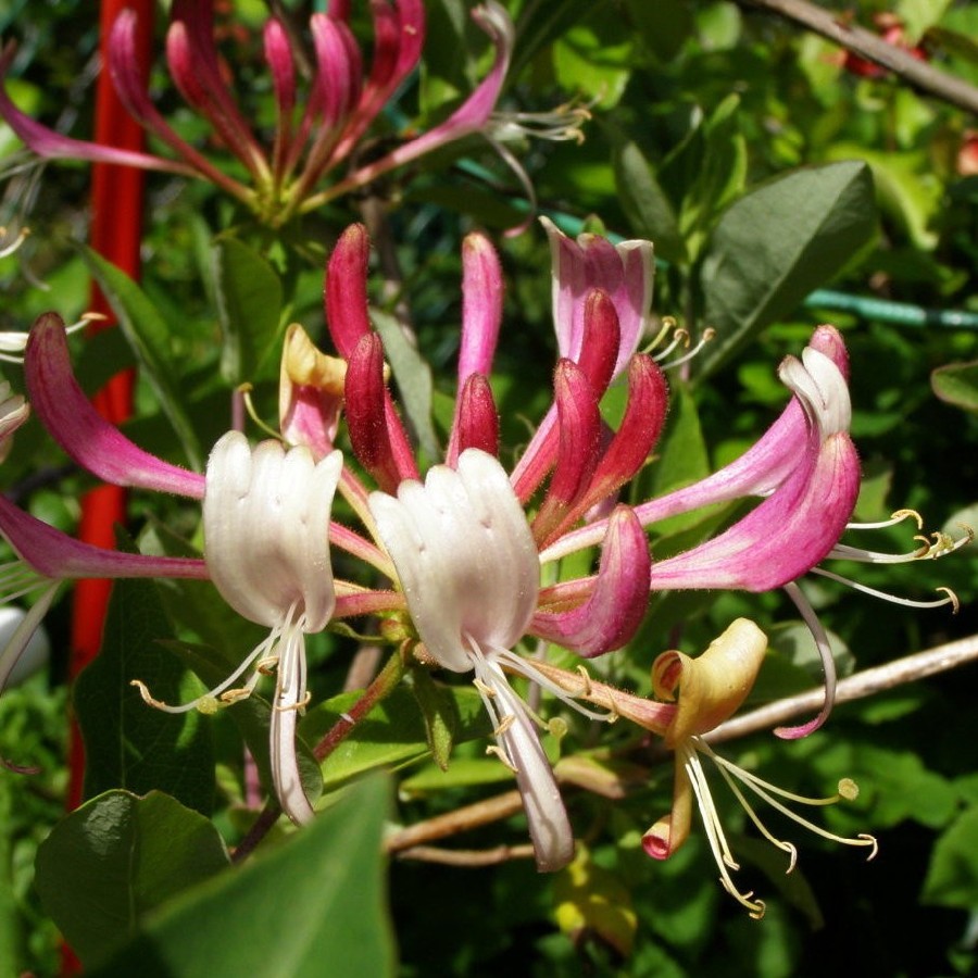 Превью изображения