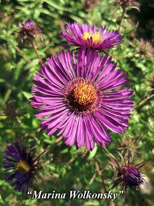 Превью изображения