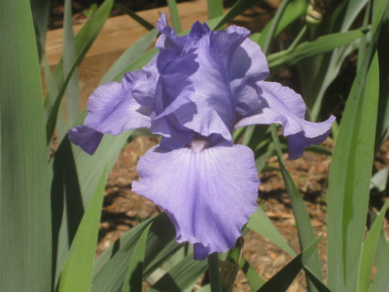 Превью изображения